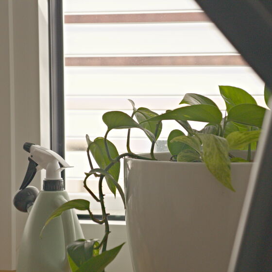 Pflanze am Fenster des Therapieraums